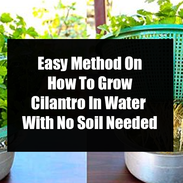 Easy Method On How To Grow Cilantro In Water With No Soil Needed