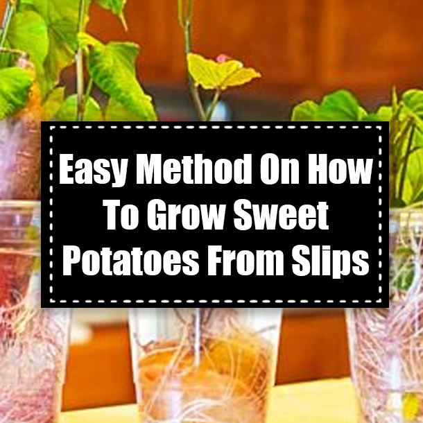 Easy Method On How To Grow Sweet Potatoes From Slips