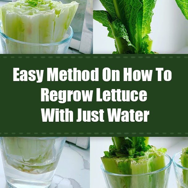 Easy Method On How To Regrow Lettuce With Just Water