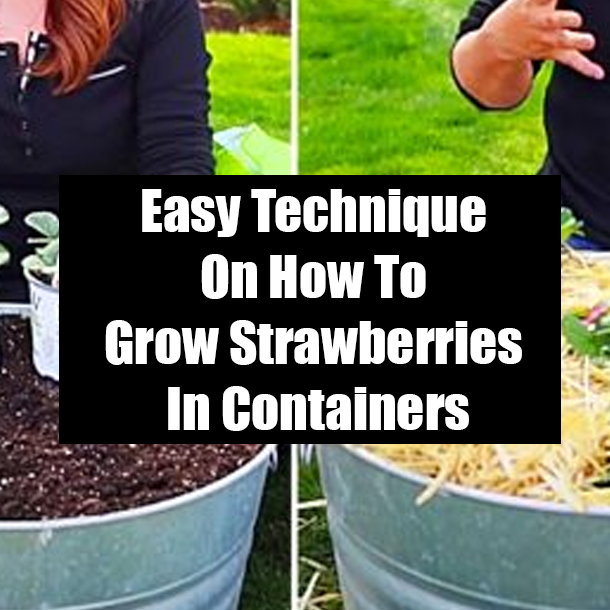 Easy Technique On How To Grow Strawberries In Containers