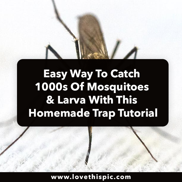 Easy Way To Catch 1000s Of Mosquitoes & Larva With This Homemade Trap Tutorial