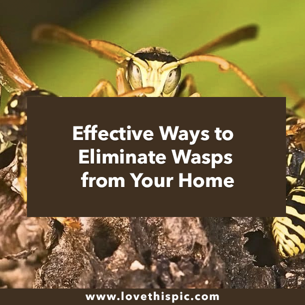 Effective Ways to Eliminate Wasps from Your Home