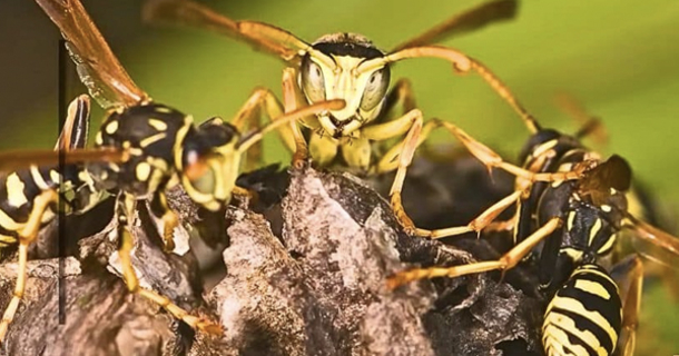 Effective Ways to Eliminate Wasps from Your Home - picture 2
