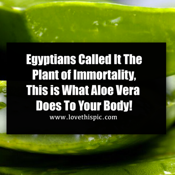 Egyptians Called It The Plant of Immortality, This is What Aloe Vera Does To Your Body!