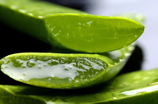 Egyptians Called It The Plant of Immortality, This is What Aloe Vera Does To Your Body! - picture 2