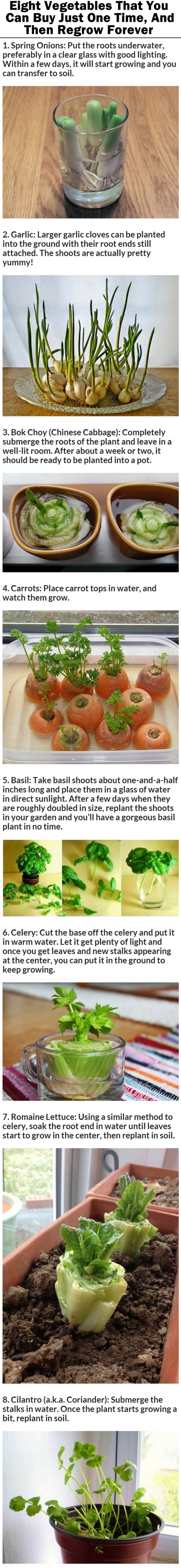 Eight Vegetables You Can Buy Just Once And Then Regrow Forever