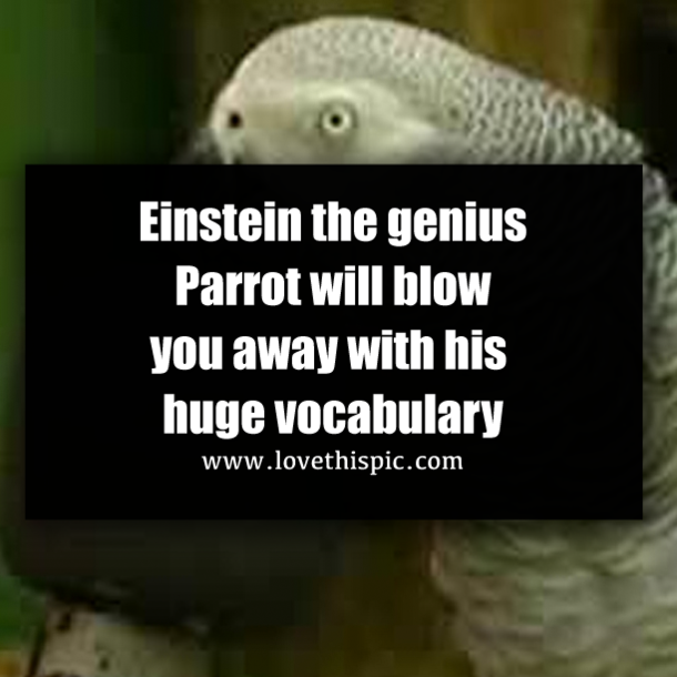 Einstein the genius Parrot will blow you away with his huge vocabulary