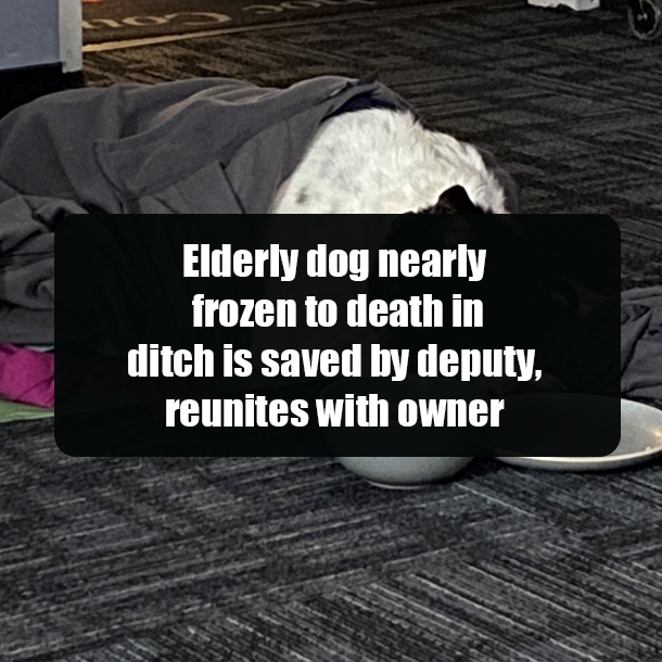 Elderly dog nearly frozen to death in ditch is saved by deputy, reunites with owner