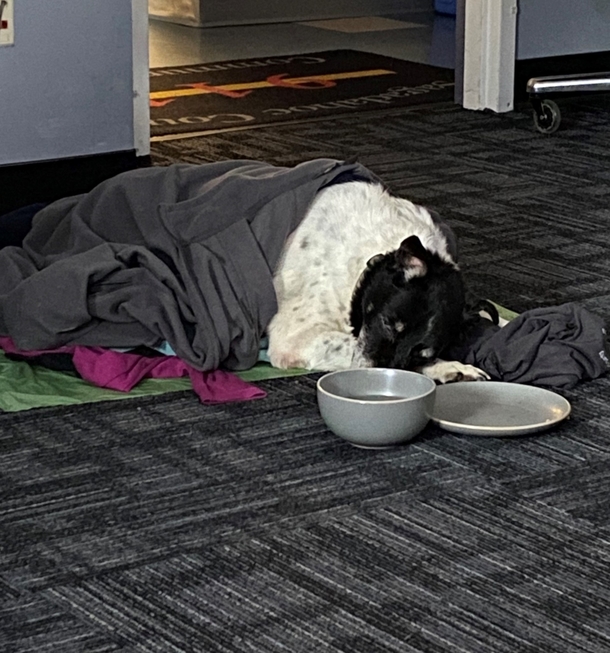 Elderly dog nearly frozen to death in ditch is saved by deputy, reunites with owner - picture 2