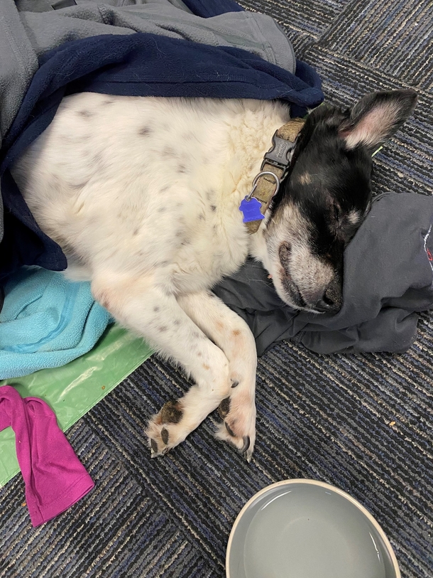Elderly dog nearly frozen to death in ditch is saved by deputy, reunites with owner - picture 3
