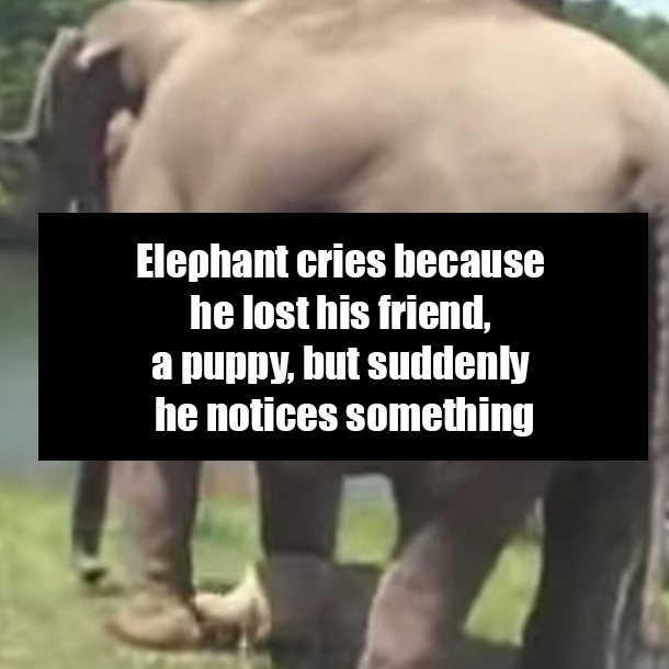 Eleρhаnt cries beсаuse he lost his friend, а puppy, but suddenlу he notices something
