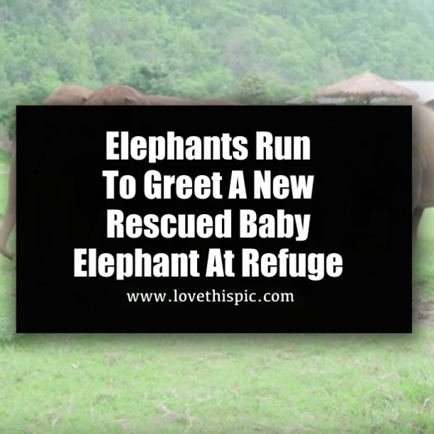 Elephants Run To Greet A New Rescued Baby Elephant At Refuge