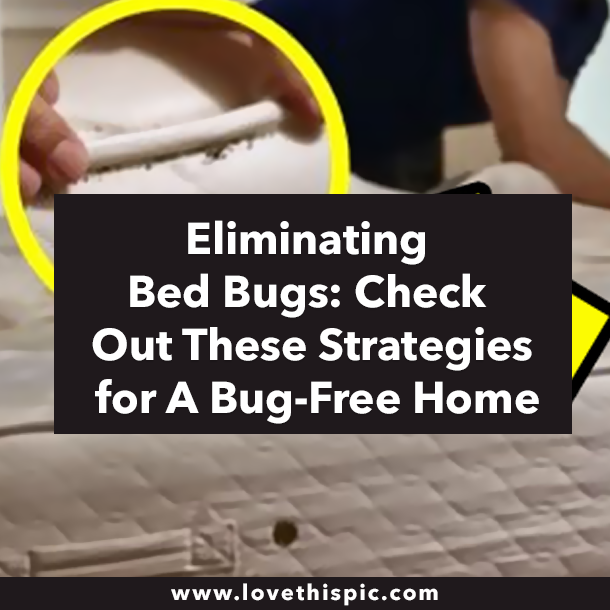 Eliminating Bed Bugs: Check Out These Strategies for A Bug-Free Home