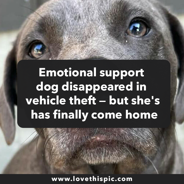 Emotional support dog disappeared in vehicle theft — but she's has finally come home