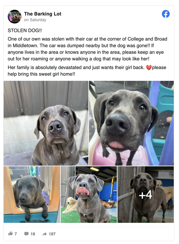 Emotional support dog disappeared in vehicle theft — but she's has finally come home - picture 2