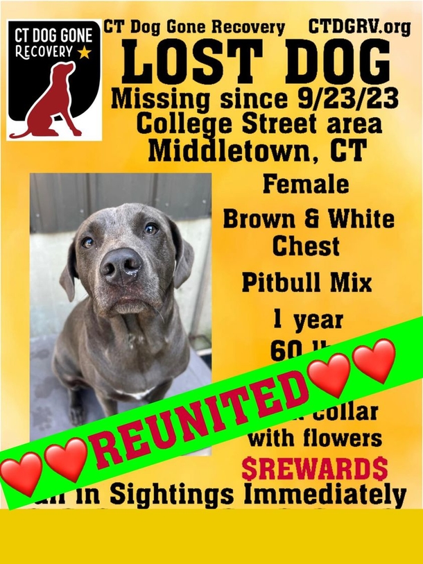 Emotional support dog disappeared in vehicle theft — but she's has finally come home - picture 3