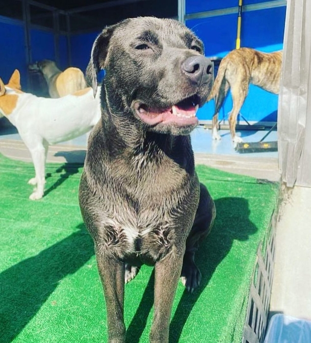 Emotional support dog disappeared in vehicle theft — but she's has finally come home - picture 4