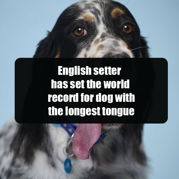 English setter has set the world record for dog with the longest tongue