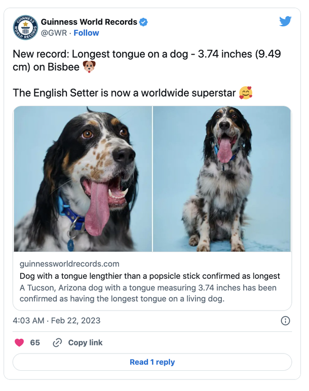 English setter has set the world record for dog with the longest tongue - picture 2