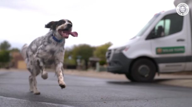 English setter has set the world record for dog with the longest tongue - picture 3