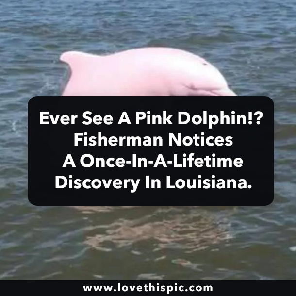 Ever See A Pink Dolphin!? Fisherman Notices A Once-In-A-Lifetime Discovery In Louisiana.