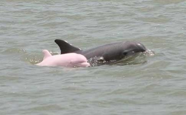 Ever See A Pink Dolphin!? Fisherman Notices A Once-In-A-Lifetime Discovery In Louisiana. - picture 2