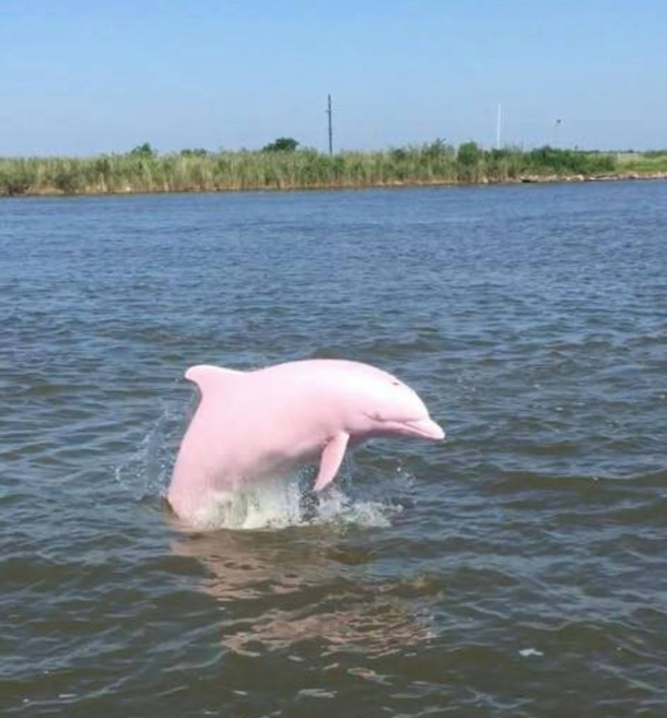 Ever See A Pink Dolphin!? Fisherman Notices A Once-In-A-Lifetime Discovery In Louisiana. - picture 3