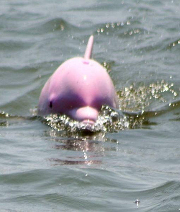Ever See A Pink Dolphin!? Fisherman Notices A Once-In-A-Lifetime Discovery In Louisiana. - picture 4