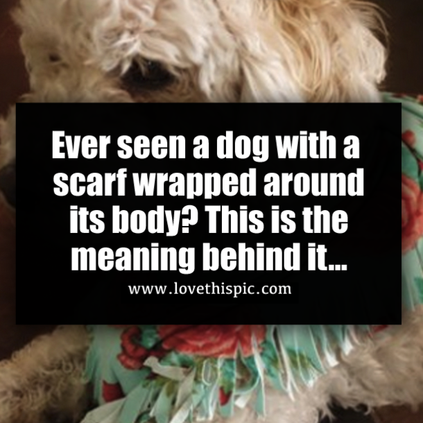 Ever seen a dog with a scarf wrapped around its body? This is the meaning behind it...