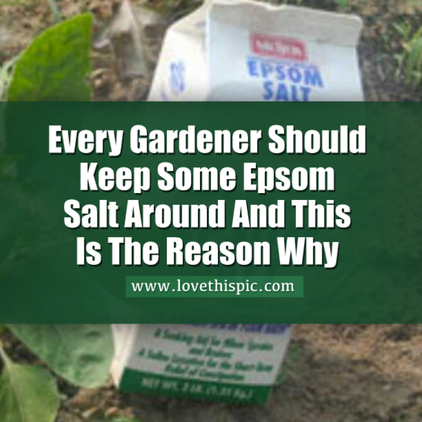 Every Gardener Should Keep Some Epsom Salt Around And This Is The Reason Why