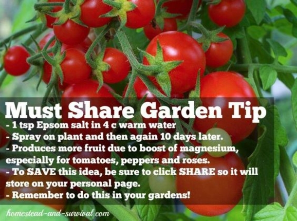 Every Gardener Should Keep Some Epsom Salt Around And This Is The Reason Why - picture 2
