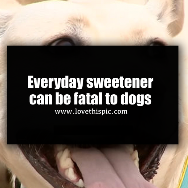Everyday sweetener can be fatal to dogs