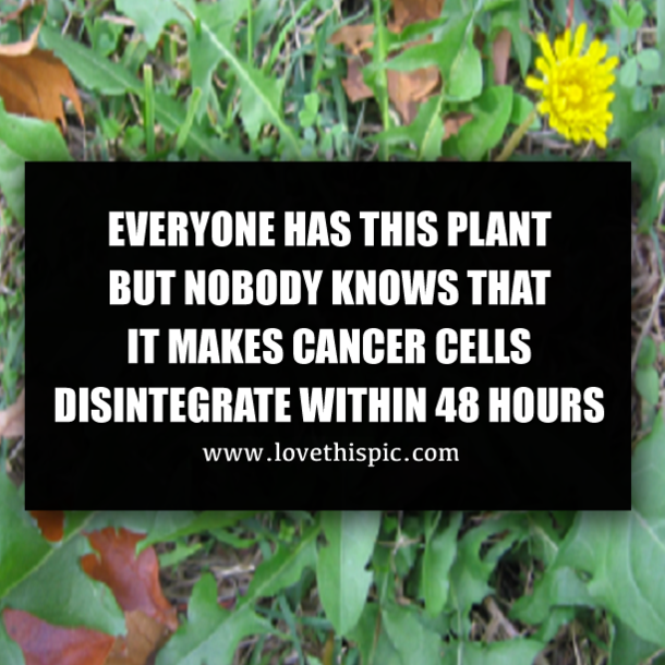 EVERYONE HAS THIS PLANT BUT NOBODY KNOWS THAT IT MAKES CANCER CELLS DISINTEGRATE WITHIN 48 HOURS