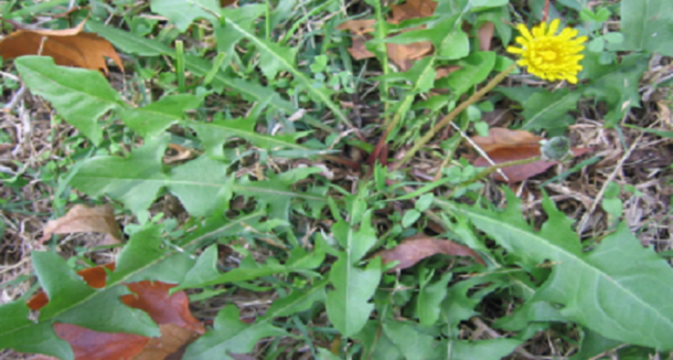EVERYONE HAS THIS PLANT BUT NOBODY KNOWS THAT IT MAKES CANCER CELLS DISINTEGRATE WITHIN 48 HOURS - picture 2