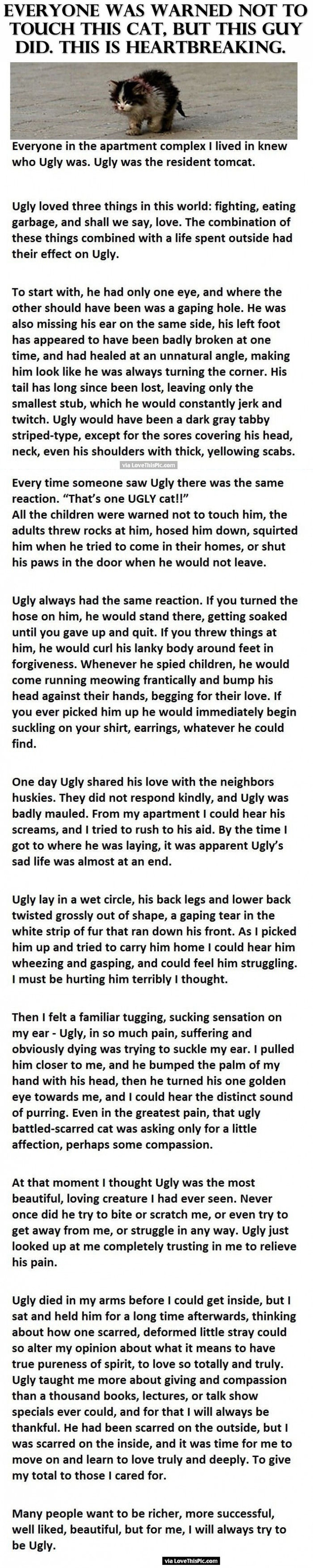 Everyone Was Warned Not To Touch This Cat But This Guy Did. This Is Heartbreaking.