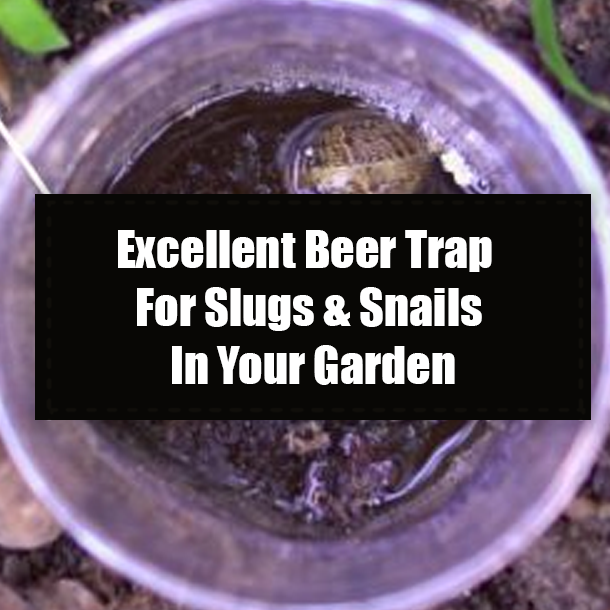 Excellent Beer Trap For Slugs & Snails In Your Garden