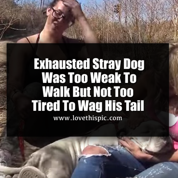Exhausted Stray Dog Was Too Weak To Walk But Not Too Tired To Wag His Tail