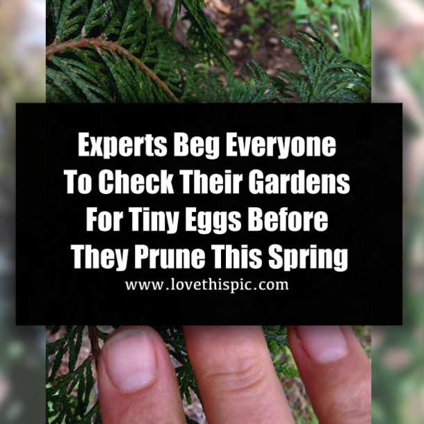 Experts Beg Everyone To Check Their Gardens For Tiny Eggs Before They Prune This Spring