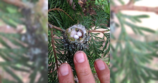 Experts Beg Everyone To Check Their Gardens For Tiny Eggs Before They Prune This Spring - picture 2