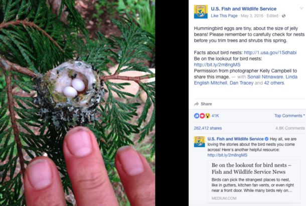Experts Beg Everyone To Check Their Gardens For Tiny Eggs Before They Prune This Spring - picture 3