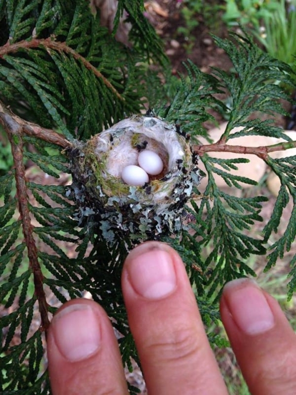 Experts Beg Everyone To Check Their Gardens For Tiny Eggs Before They Prune This Spring - picture 4