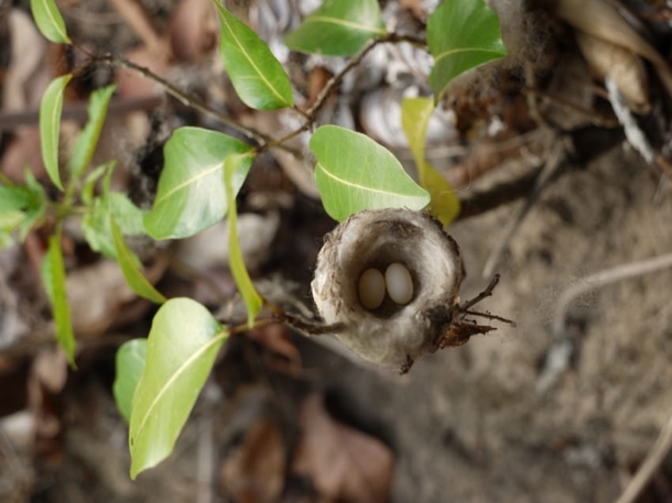 Experts Beg Everyone To Check Their Gardens For Tiny Eggs Before They Prune This Spring - picture 5
