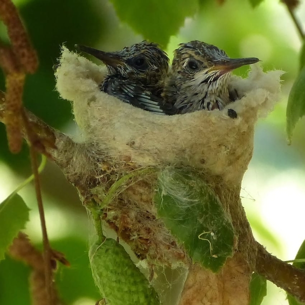 Experts Beg Everyone To Check Their Gardens For Tiny Eggs Before They Prune This Spring - picture 6