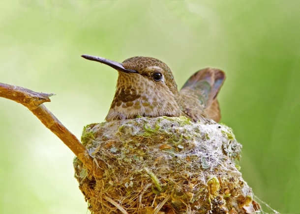 Experts Beg Everyone To Check Their Gardens For Tiny Eggs Before They Prune This Spring - picture 8