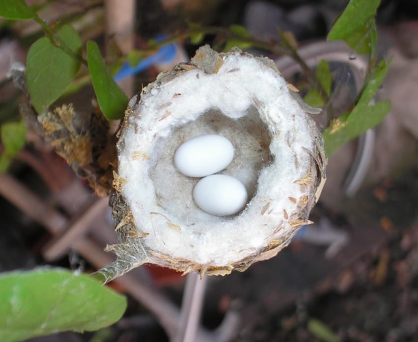 Experts Beg Everyone To Check Their Gardens For Tiny Eggs Before They Prune This Spring - picture 9