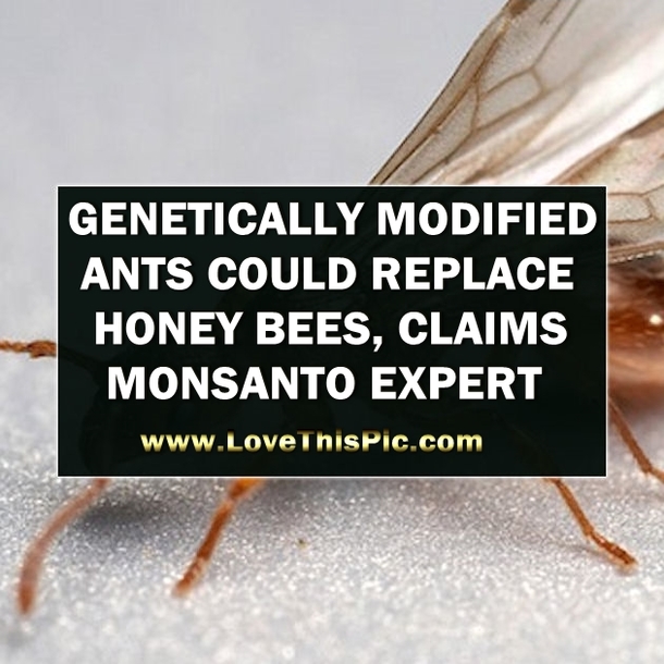 Experts Claim Genetically Modified Ants Could Replace Honey Bees