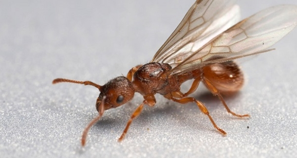 Experts Claim Genetically Modified Ants Could Replace Honey Bees - picture 2