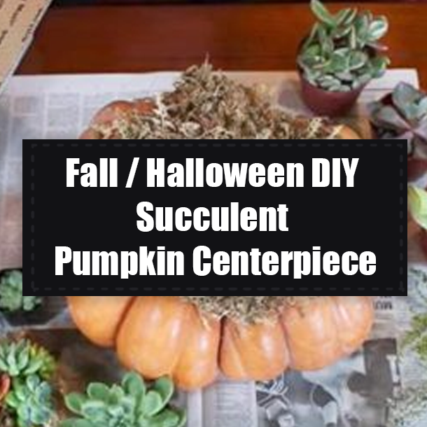 Fall / Halloween DIY Succulent Pumpkin Centerpiece