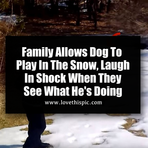 Family Allows Dog To Play In The Snow, Laugh In Shock When They See What He's Doing