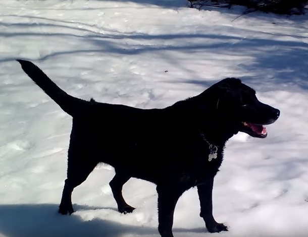 Family Allows Dog To Play In The Snow, Laugh In Shock When They See What He's Doing - picture 2